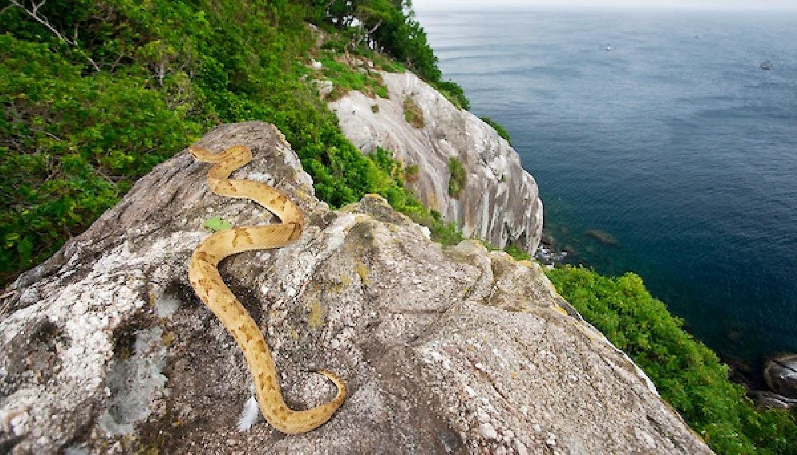 Snake Island Tag